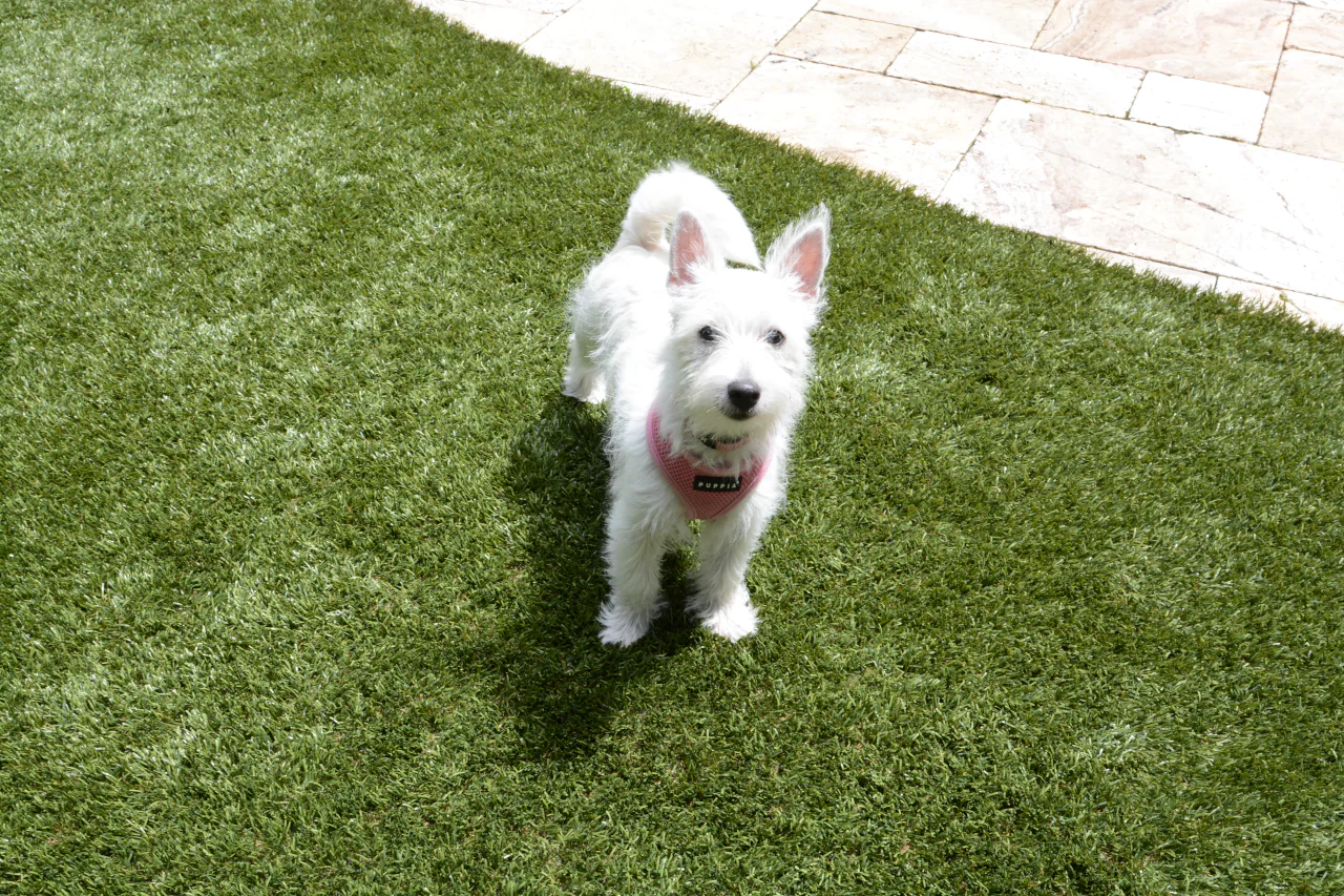 Choosing the Ideal Turf for Dogs